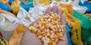 Keuntungan Ekspor Produk Pertanian